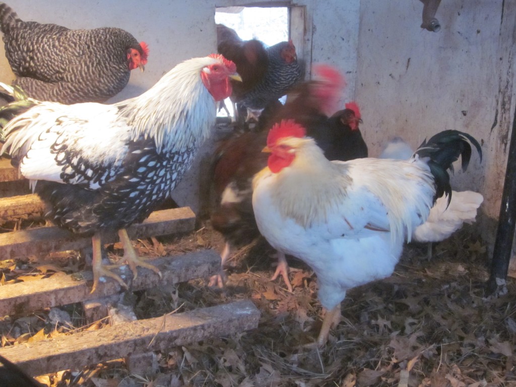 Chooks staying warm inside the coop.