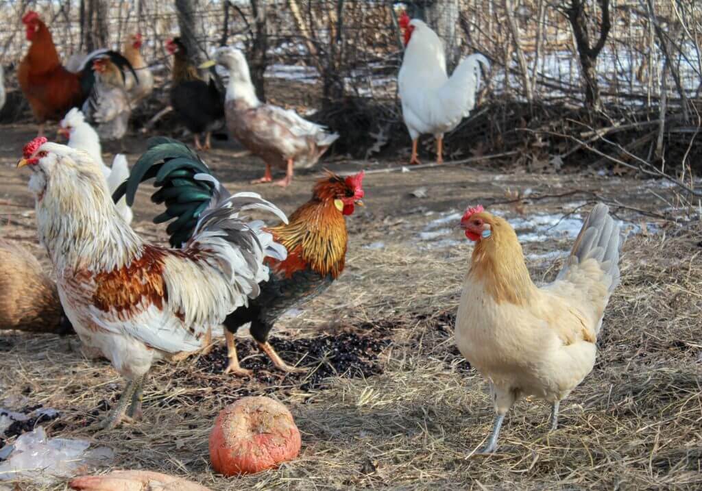 chickens in yard