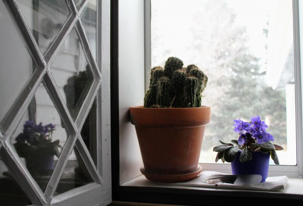 potted plants in window