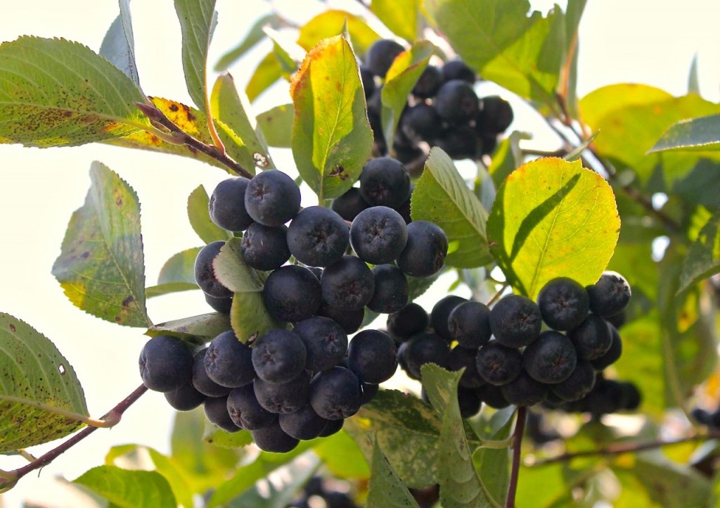 cluster of aronia berries on bush