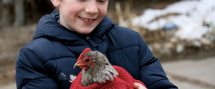 Question: Does your chicken need a sweater?