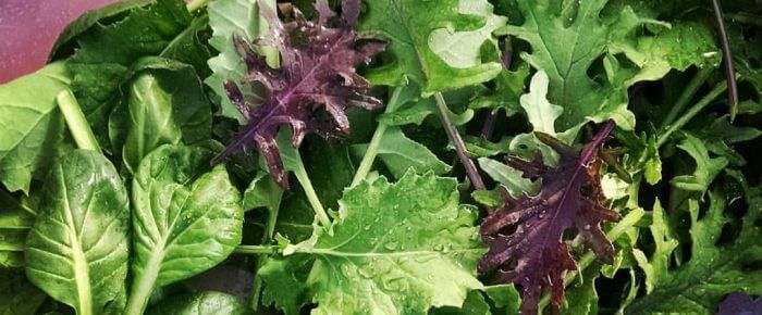 the post INWHICH I reveal an exciting discovery about growing kale :)