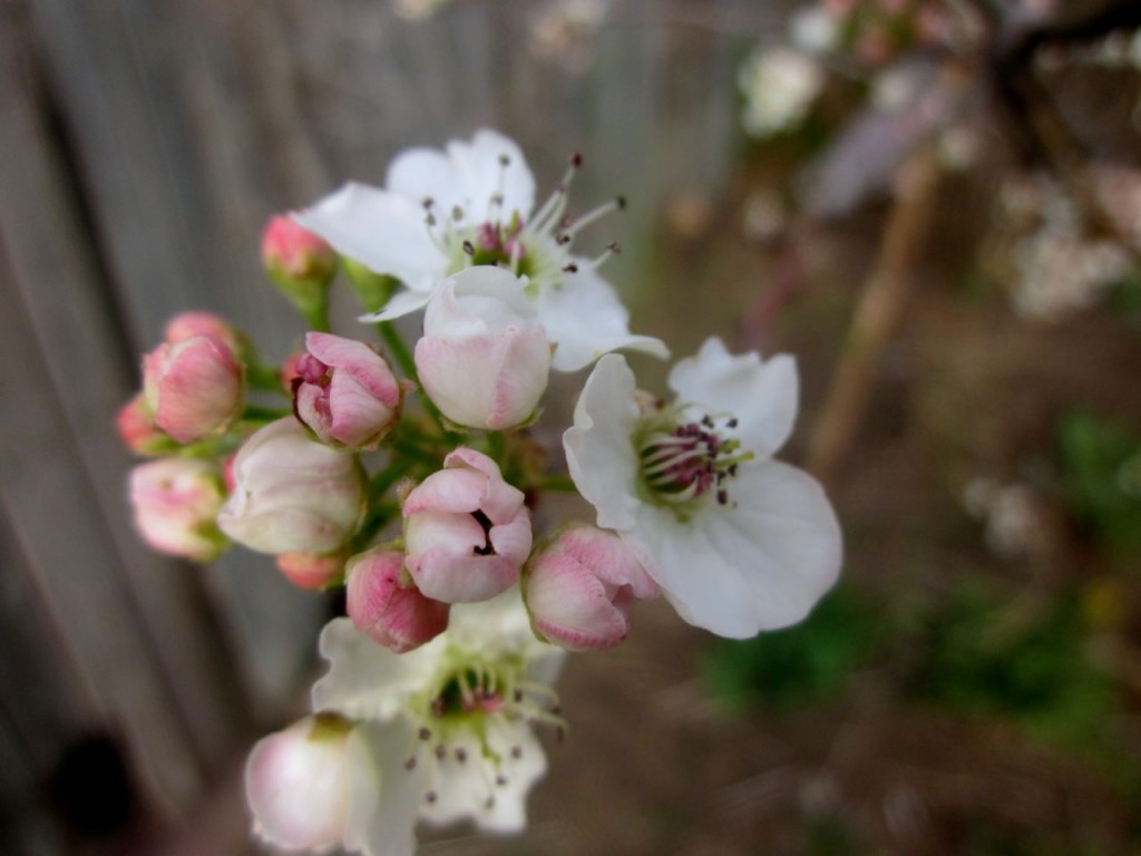beesblossom2