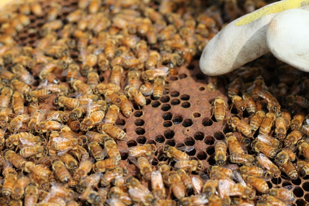 This is capped brood: there are eggs in these cells.