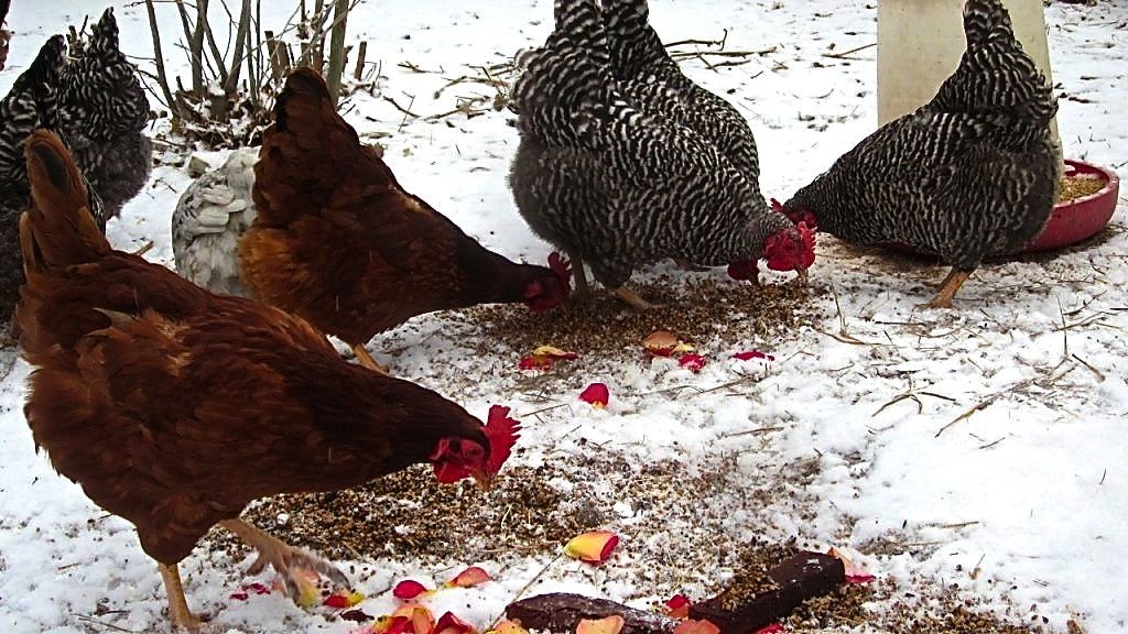 See how pretty and healthy they look? And yes, those are rose petals that they are snacking on. 