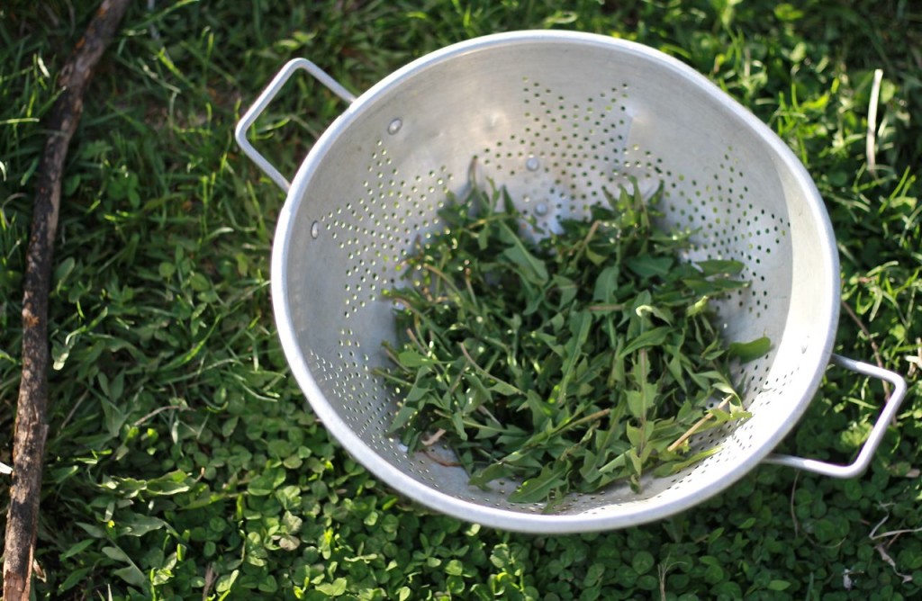 Cut more dandelion leaves than you think you'll need, because they will cook down quite a bit.