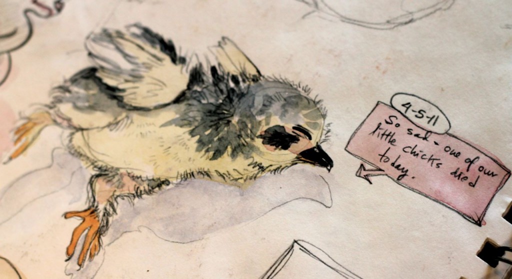 Losing a new chick is always sad; but provides a good excuse to draw the dear little thing.