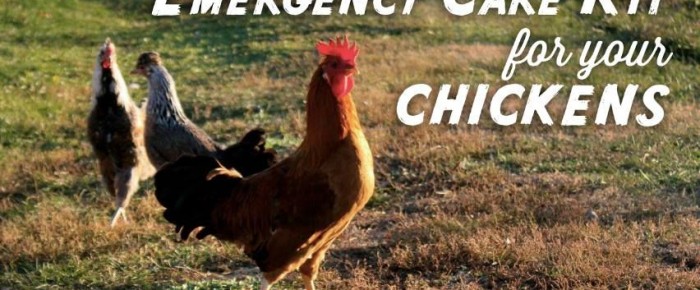 How to assemble an Emergency Care Kit for your chickens: be prepared!