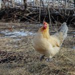 What’s going on at our place this January: the skinny on the farm