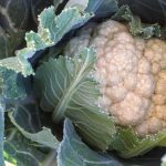 The Brassicas Conundrum and the fall garden surprise they hold