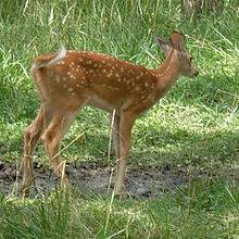 deer fencing