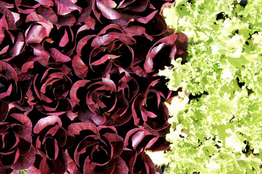 Don't these salanova lettuces look like roses?