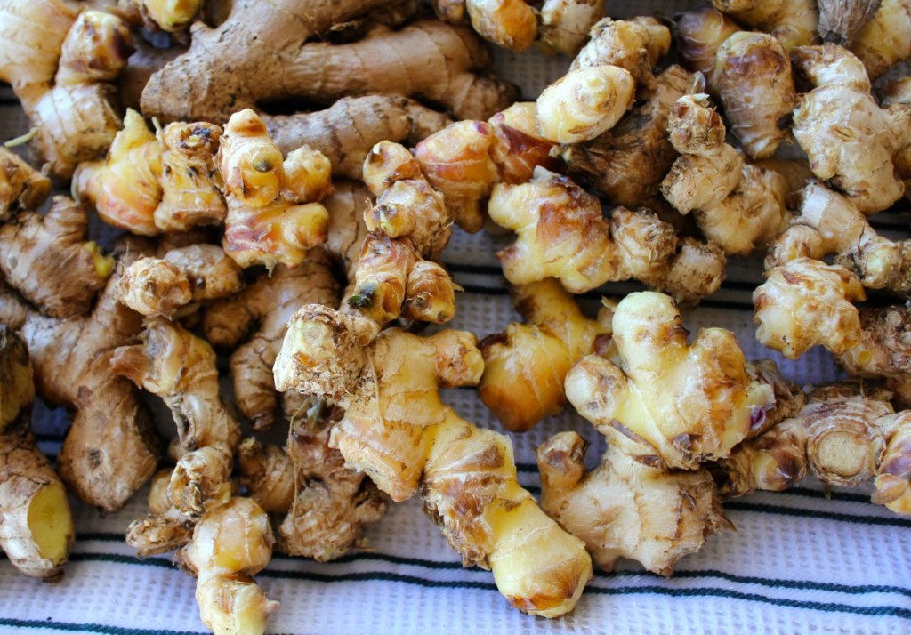 This is some of my homegrown ginger.