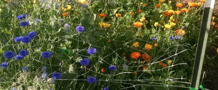 Edible flowers: why, how, what, and wheretofore!