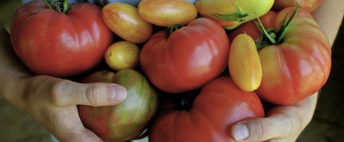 Heirloom tomatoes in my garden: this year’s favorites, so far