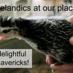 Icelandics at our place: the little mavericks!