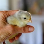 Icelandic chickens at our place, part 1: Chicks in the mail!