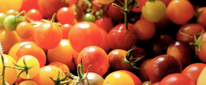 Heirloom tomatoes: new favorites this year, fall 2015
