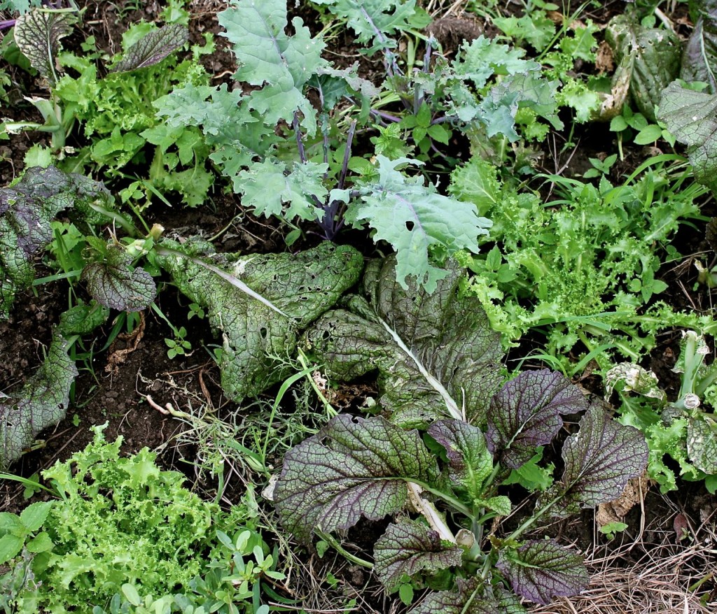 Inspired by my friend Gene's idea, I planted an entire bed of greens that will grow all summer, just for salad-making: here's endive, red mustard, kale, and mizuna. I clip it in the baby stage so it's always tender and it doesn't get too buggy that way, either.
