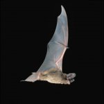 Bats, part two