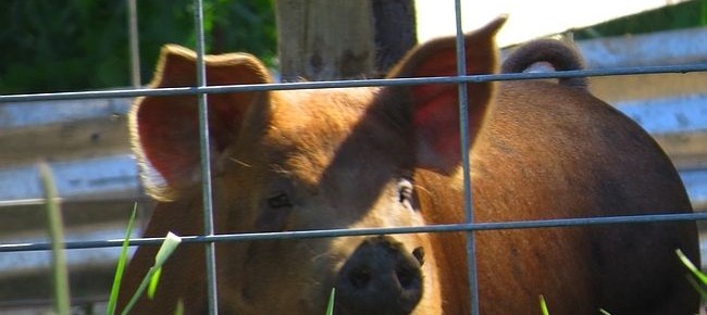 Makin’ your own Bacon: raising a pig in the backyard isn’t that hard