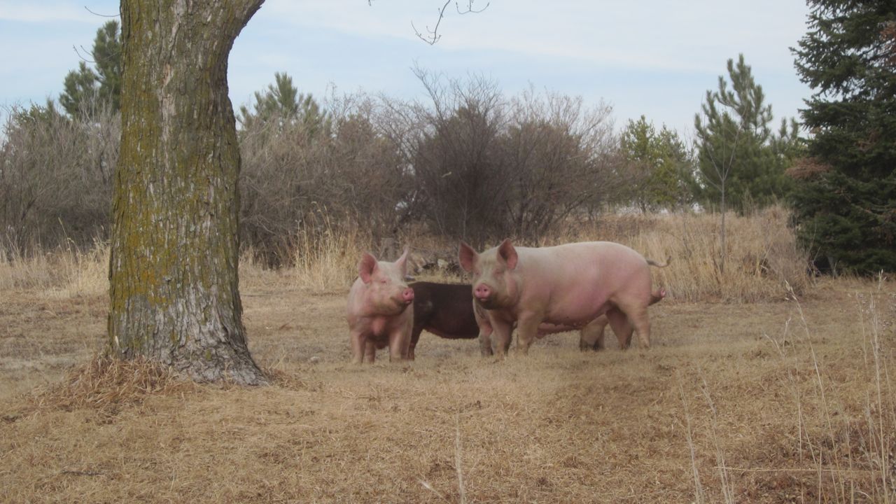 Pigs in the yard