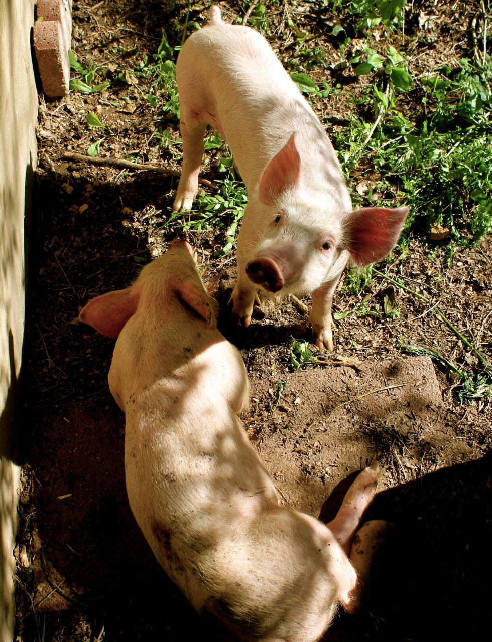 On Never Looking a Gift Pig in the Mouth a pig tail, er, tale