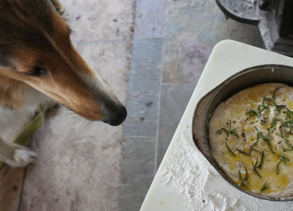 dog looking at dough in a pan