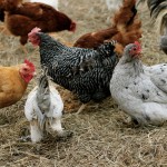 The Pros and Cons of Keeping Chickens from One Who Knows –>me!<--