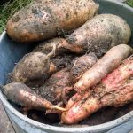 A Tale of Two Sweet Potato Harvests