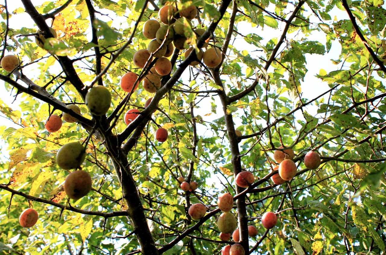 Wild plums hidden in plain sight but plum worth hunting for