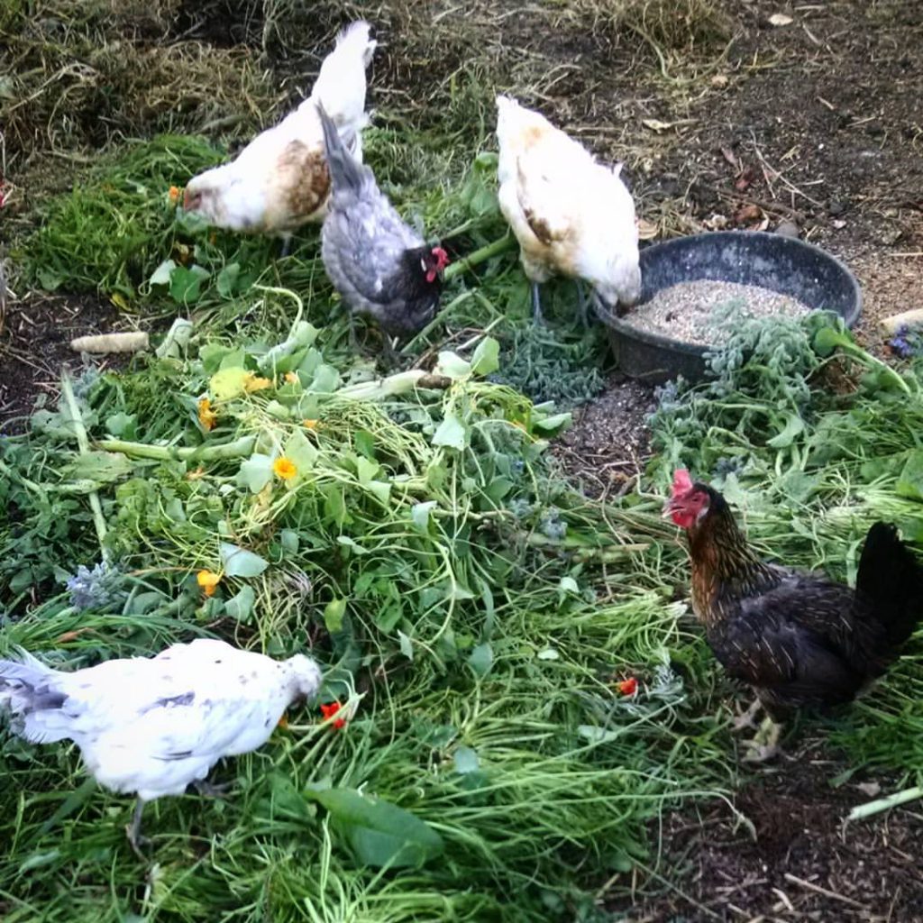 chickens in greens