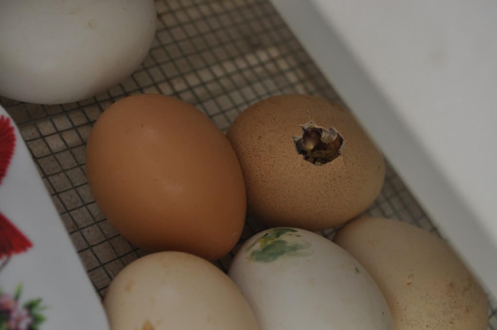 misshapen eggs in chicken