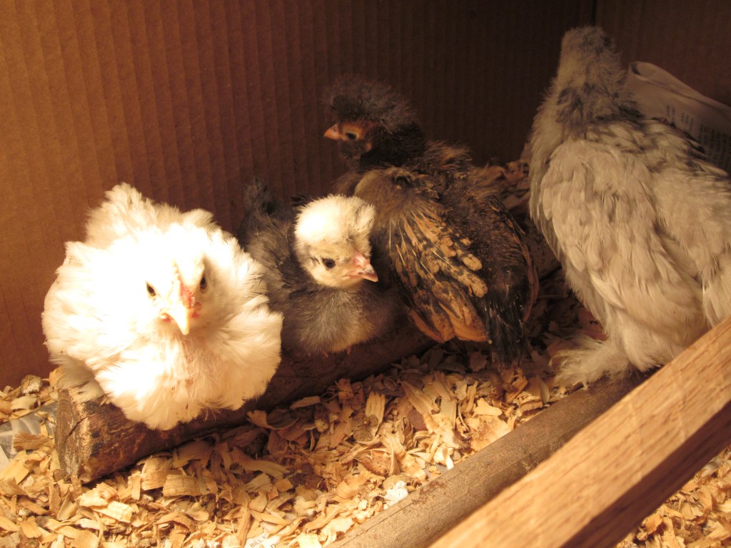Here are a few chicks that we had in the house for a time.