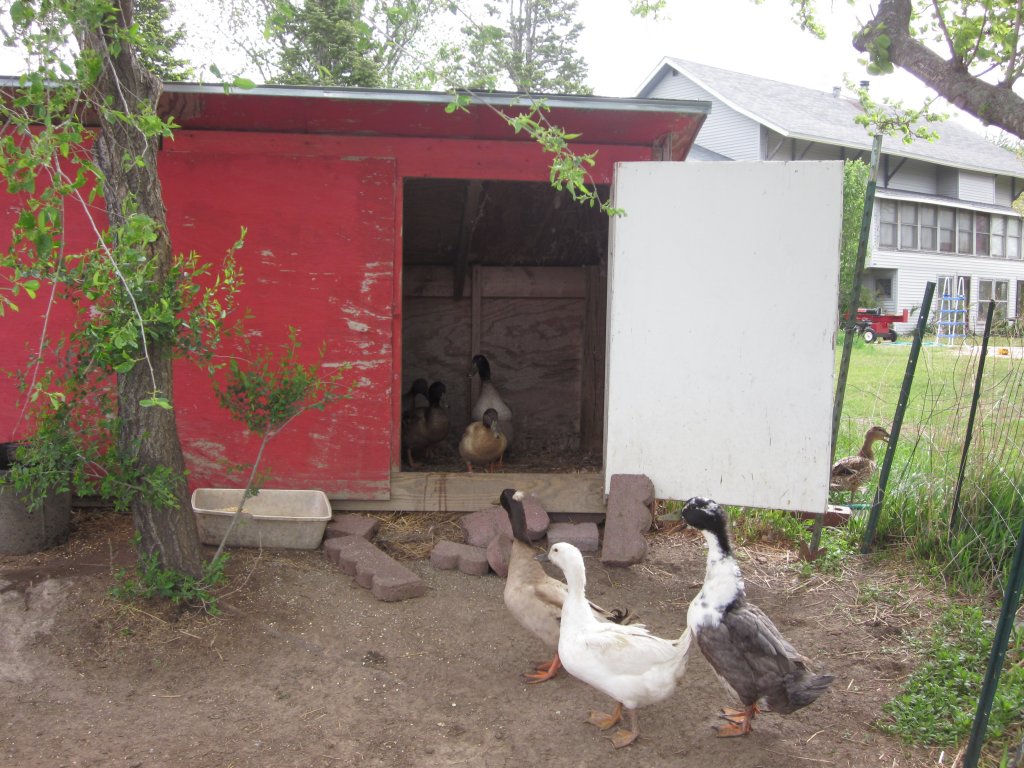 Strangely, ducks aren't cooperative when it's time for picture-taking.  Here they contemplate which way to run.