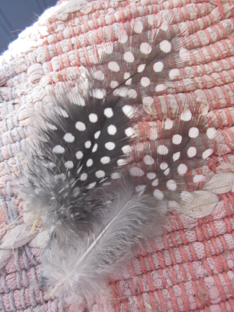 See what I mean?  Polka-dot feathers!