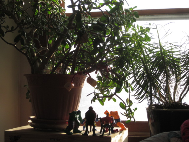 My rubber plant and my stick plant share the sunshine with little Mack's action figures.