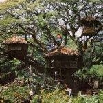Tree-house building and why it matters