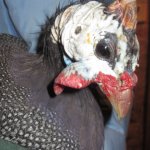 Moving an angry guinea fowl is not for the faint of heart!