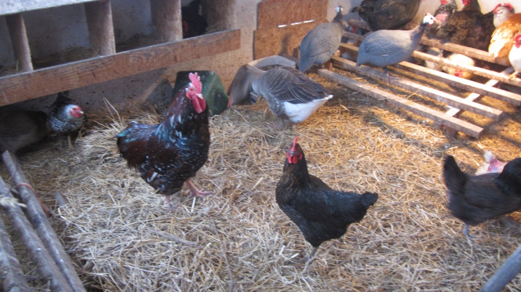 The chickens watch me warily, even though I just gave them quite a gift:  half a bale of fresh straw!