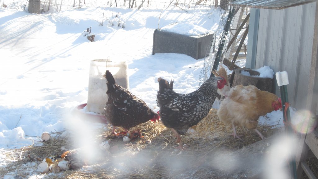 My chickens in their daily pursuit of the best morsels in the chicken yard.