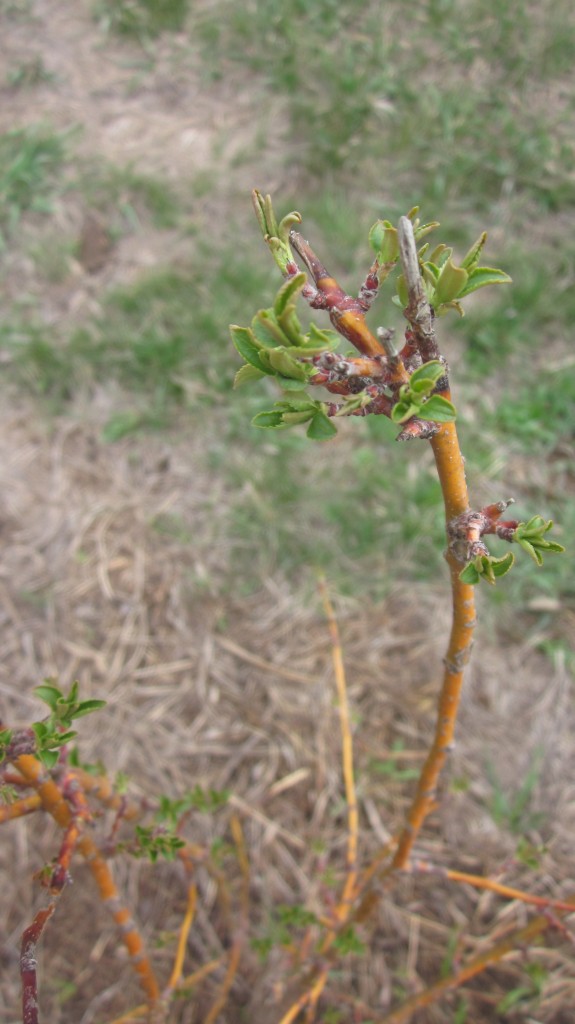 The row of crabapple trees that we planted are budding out . . .