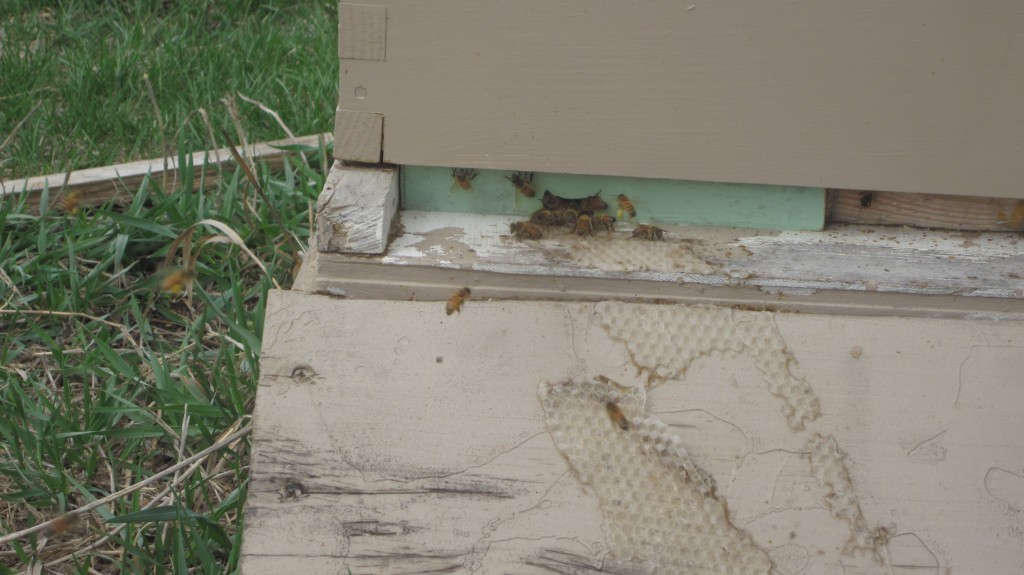 Bryan has one hive of honeybees (out of three) that survived the winter, and I see that they are quite busy collecting pollen.