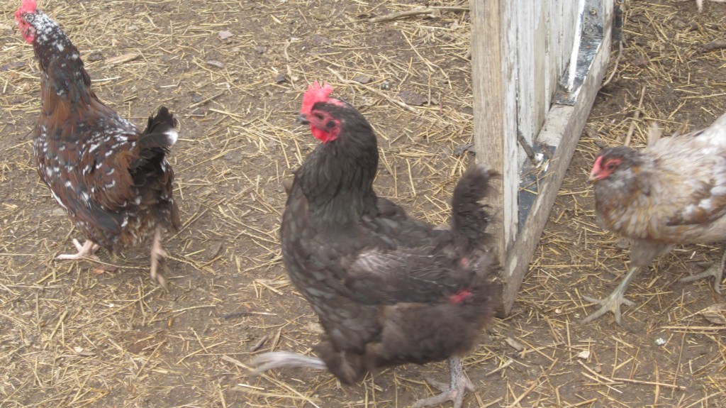 My chickens are thrilled to be let out of their yard to clip little bits of grass and find a few bugs for their supper.