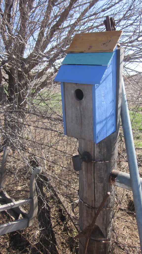 My son Timothy hung our bluebird houses outside right away.  This one is on a fencepost close to the chicken coop.