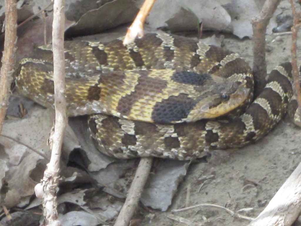 Here's a picture of a snake that we found that day while I wait for you . . . 