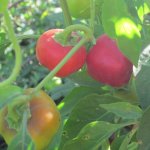 Companion planting:  your new best friend
