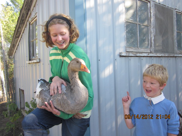 Here are Amalia, Lucy (our goose) and little Mack, in front of my little chicken coop.