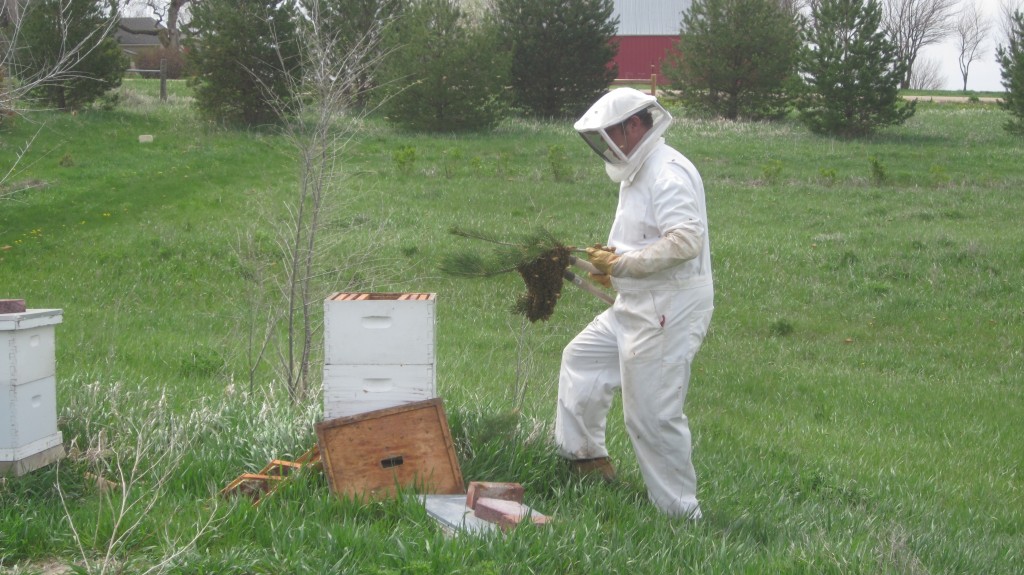 Here Bryan prepares to drop one of several clumps of bees into the hive.