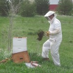Planting Asparagus need not be dull: when the bees swarm